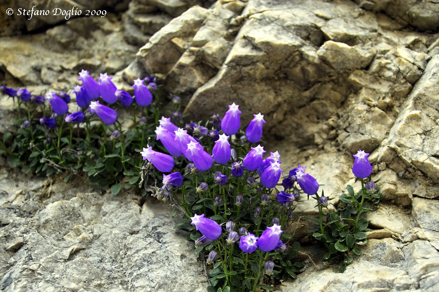 Campanula zoysii / Campanula di Zoys
